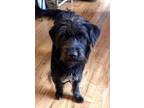 Adopt Piper a Schnauzer