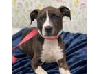 Adopt Trixie a Pit Bull Terrier