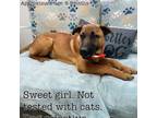 Adopt Rosie a German Shepherd Dog