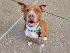 Adopt Silly a Pit Bull Terrier