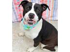 Adopt Nickie a Pit Bull Terrier