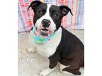 Adopt Nickie a American Staffordshire Terrier