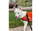 Adopt Vanilly a Siberian Husky