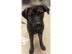 Adopt Fiesty a Mixed Breed