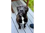 Adopt Daisy a Pit Bull Terrier, Mixed Breed