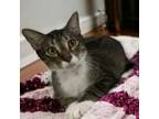 Adopt Sal a Domestic Short Hair