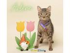 Adopt Arlene a Domestic Short Hair