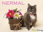 Adopt Nermal a Domestic Long Hair, Domestic Short Hair