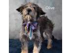 Adopt Olive a Terrier