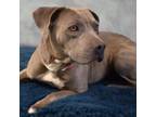 Adopt Lavish a Pit Bull Terrier