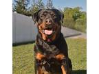 Adopt Kona a Rottweiler