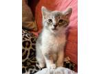 Adopt Winter a Dilute Calico, Tabby
