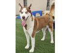 Adopt Jada a Husky