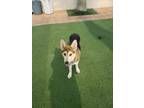 Adopt willow a Husky