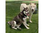 Adopt Juliet and romeo bonded pair a Husky