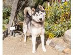 Adopt Veronica a Siberian Husky, Mixed Breed