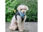 Adopt Chai a Poodle