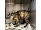 Adopt Rosa a Domestic Medium Hair