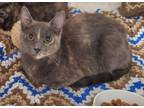 Adopt Susan a Domestic Short Hair