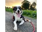 Adopt WILLOW a Border Collie