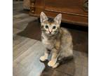 Adopt Violet a Domestic Short Hair