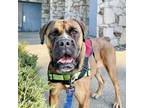 Adopt Carmen a Boxer