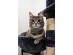 Adopt Katie a Maine Coon