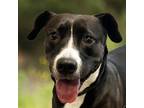 Adopt Sasha a Pit Bull Terrier