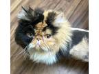 Adopt Olive a Persian