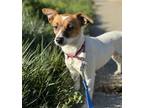 Adopt Betty a Mixed Breed