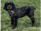 Adopt Coral A 24046 a Cocker Spaniel