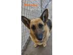 Adopt Precious a German Shepherd Dog