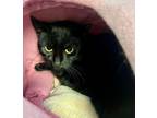 Adopt 2024-32 Stormy a Domestic Short Hair
