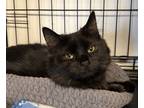 Adopt 2023-113 Jacque - in foster a Domestic Medium Hair