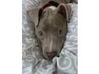 Adopt Chickie a Pit Bull Terrier, Mixed Breed