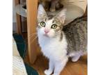 Adopt Daisy (Bonded with Daffodil) a Domestic Short Hair