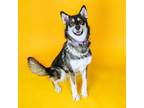 Adopt Clover a Husky