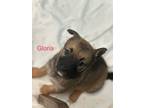 Adopt Gloria a Labrador Retriever, Australian Shepherd