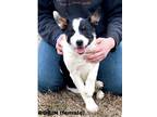 Adopt ROBIN a Australian Cattle Dog / Blue Heeler, Australian Kelpie