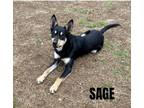 Adopt SAGE a Australian Cattle Dog / Blue Heeler, Australian Kelpie