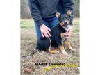 Adopt MARIE a Australian Cattle Dog / Blue Heeler, Australian Kelpie