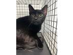 Adopt Tellamore a Domestic Short Hair