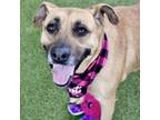 Adopt Lisa a German Shepherd Dog, Mixed Breed