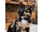 Adopt Henrietta a Domestic Short Hair