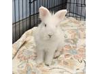 Adopt Ivory a Lionhead