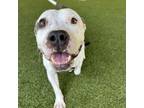 Adopt Pearl a Pit Bull Terrier