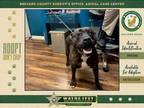 Adopt Persephone a Mixed Breed