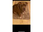 Adopt Z COURTESY POST Zo a Pit Bull Terrier