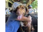 Adopt Wahoo a Bloodhound