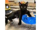 Adopt Ren a Domestic Short Hair